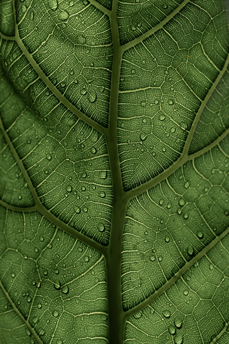 Photo by Clay Banks a close up of a green leaf with drops of water on it